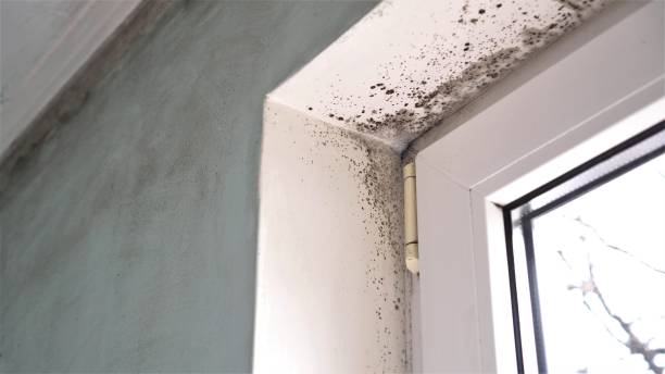 Best Post-Flood Mold Remediation in Boulder Hl, IL