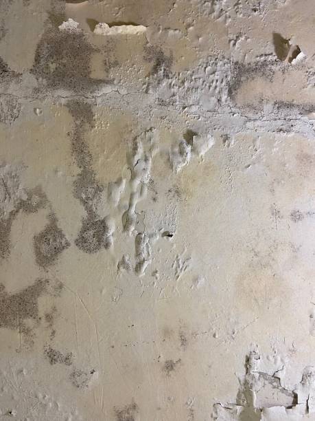 Best Bathroom Mold Remediation in Boulder Hl, IL