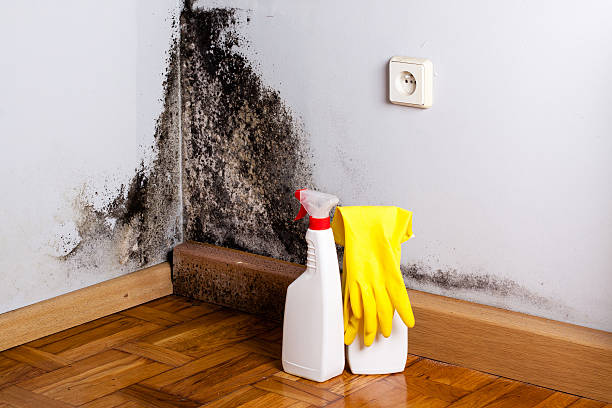 Best Residential Mold Remediation in Boulder Hl, IL