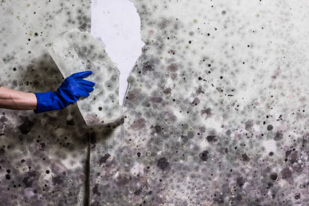 Best Insurance-Related Mold Remediation in Boulder Hl, IL