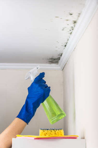 Best DIY Mold Remediation Support Services in Boulder Hl, IL