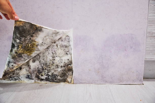 Best Localized Mold Remediation (e.g., coastal areas, humid climates) in Boulder Hl, IL